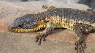 Cape Girdled Lizard (Cordylus cordylus) from Grotto Bay, Western Cape