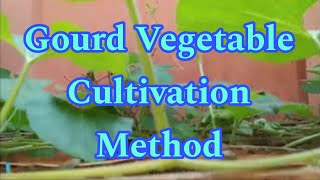 Gourd Vegetable Cultivation Method