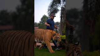 Beautiful Tiger Walks in Chain | Nouman Hassan