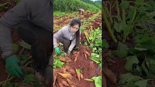 Yacon harvest and peeling fresh at farm #fresh #harvest #agriculture