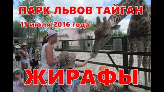 Тайган - Жирафы - 2016 - из архива путешественника