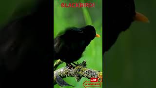 Blackbird in the Wild 🐦🌿 | Nature's Melodic Songbird