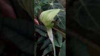 Arisaema barbatum is showing off its full glory #arisaema #aroids