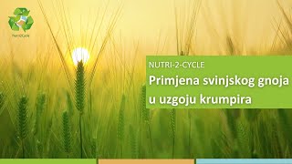 N2C Primjena svinjskog gnoja u uzgoju krumpira