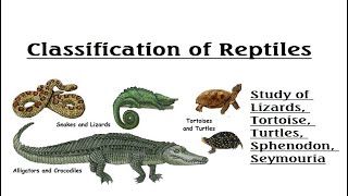 Reptiles Classification Part 01