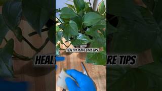 HEALTHY PLANT CARE TIPS