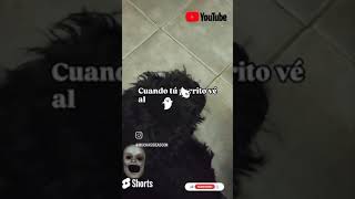 Cuando tú perrito 🐕 vé algo que nosotros no podemos ver 👻👺