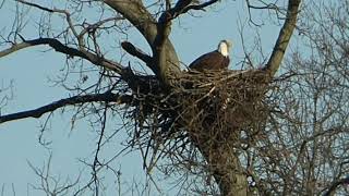 January 5 Sunshine and Eagle on the Nest