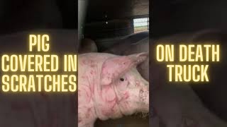 Pigs COVERED in Scratches (On Slaughterhouse Truck) 7 😟🐖#Shorts