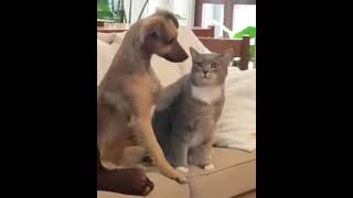 Dog petting the cat