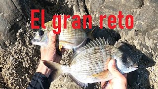 #7 Reto a todos los pescadores de sargos.