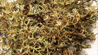 Time-lapse of lichen transforming when wet