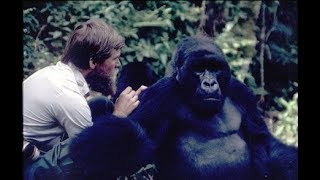 Gardeners of the Forest IAN REDMOND Apes PART 2 FGCU Gorillas in the Mist DIAN FOSSEY Elephants