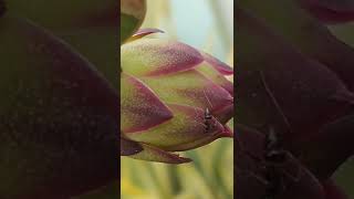 dragon fruit slow motion grow😱😱🙏🙏🙏pls like subscribe share Thanks