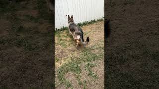 Charlie plays fetch #shorts #germanshepherdpuppy #viraldogsvideos #cutedogs #1kviews #subscribe