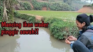 Mancing ikan wader! pinggir sawah super gacor.!!|