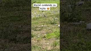 Mamá cuidando a su hijito