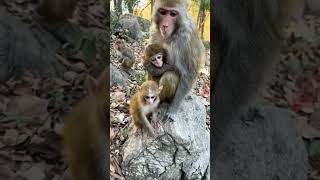 cute baby monkey jumping around..he wants food 🐒❤ #cute #animals #shorts #trending