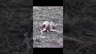 The lion cub learns to hunt from a young age