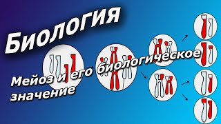 Мейоз и его биологическое значение