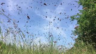 Abeilles et miel : Vol d'un essaim d'abeilles