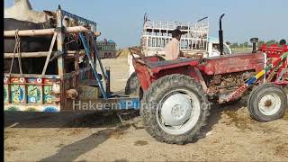 Huge Cattle a Transport Massey Ferguson Tractor 240 at cattle Market