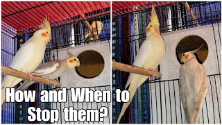 How and When to Stop Cockatiels from Breeding? || All About Pets (Hindi)