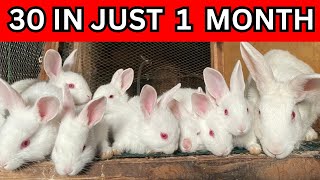 My Journey to 30 Babies in Just One Month | Tips for managing Rabbits for profit