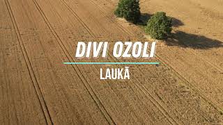 Divi ozoli rudzu laukā.