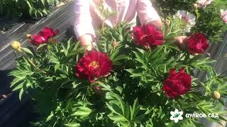 Scarlet heaven peony  Скарлет хевен пион. Пулков сад ( 2022 г)