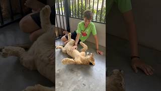 Lion Belly Rubs in Phuket Thailand! #shorts #lion #bellyrub #phuket #thailand #สิงโต