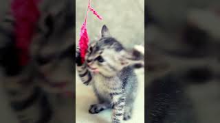 Adorable Alert: Super Cute Kitten Playing!