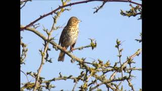 Song Thrush Topsham (Feb 2019)