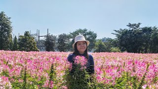 Spider flowers field in Vajiralongkorn Dam, Kanchanaburi, Thailand