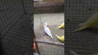 #khacharbhitorochinpakhi #lovebirds #youtubeshorts #shorts #love #video 🐦🐦🐦🐦🐦🐦🐦🐦