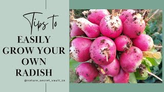 3 Tips to easily grow your own radishes. #organic #gardening