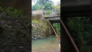 Mancing wader gede banget!!!! dibawah jembatan #mancing #fishing  #mancingmania