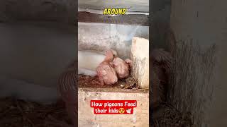 How to pigeon's feeding 🥰😍to 19 Days Old babies. 23 April 2024 #birds #pigeon#Viral#Shorts