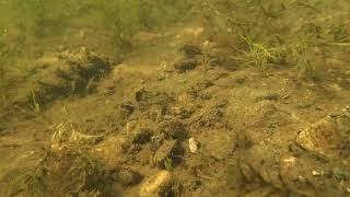 Zebra mussels underwater