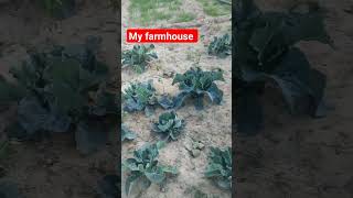 my farm house 🏡 Rajasthan Dewandi .