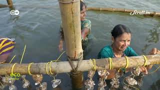 Eco India oyster farming has transformed the lives of these fisherwomen