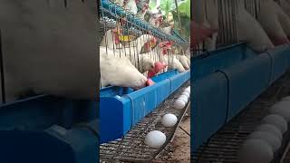 Addressing food scarcity via layer poultry farming || Egg Production