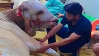 QURBANI KE JANWAR KI KHIDMAT HORAHI HAI