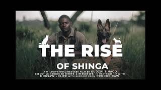 'THE RISE OF SHINGA' - BELGIAN MALINOIS ANTIPOACHING DOG