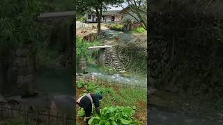 Nature | Best Forest village in china, China old house, Nature 4k video | Short video