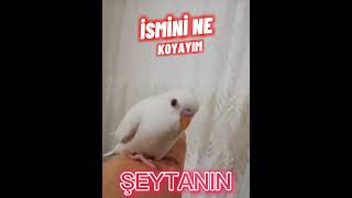 KUŞUMUN İSMİNİ NE KOYAYIM