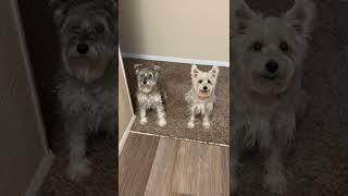 Schnauzer Wilma and Bernadette tilting their heads for eggs