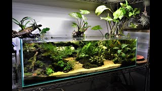 Flat Pond Aquarium | shallow tank | long planted aquascape | Planted angelfish flat tank | Driftwood