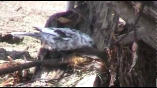 Black and white blackbird