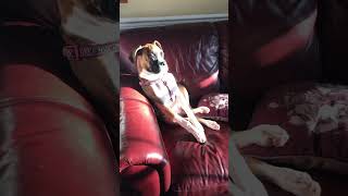 Boxer puppy fighting her sleep 😴 #shorts #shortsvideo #boxerdog #funnydogs #funnyboxer #short